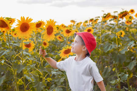 Beautiful boy with sunflower in summer fieldの写真素材