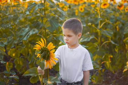 Beautiful boy with sunflower in summer fieldの写真素材