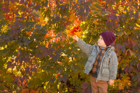 A cute boy on the background of a wall made of grape leaves. Autumn portrait.の写真素材
