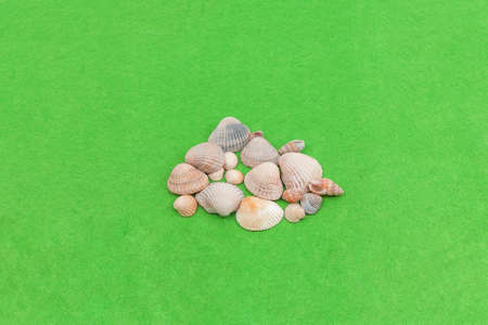 Three meringue seashells on a green background. Small seashells on a background of grassの写真素材
