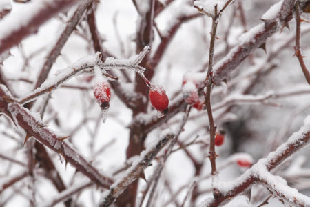 Rosehip berries covered with ice. Snow-covered bush with rose hips. The backgroundの写真素材