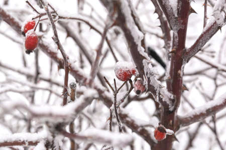 Rosehip berries covered with ice. Snow-covered bush with rose hips. The background