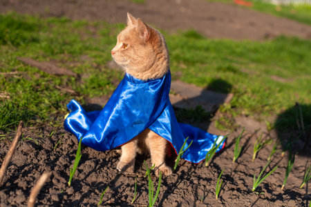 Cute cat in blue superhero cape on green grassの写真素材