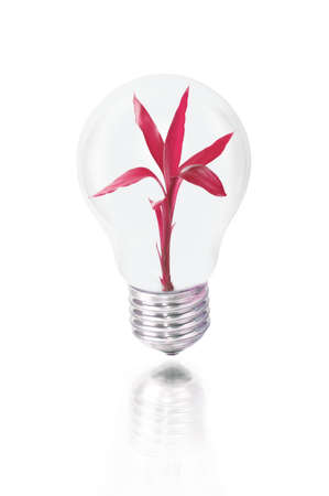 bulb with red plantの写真素材