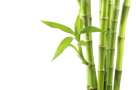 Bambooの写真素材