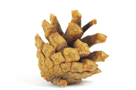 Pine cone isolated on whiteの写真素材
