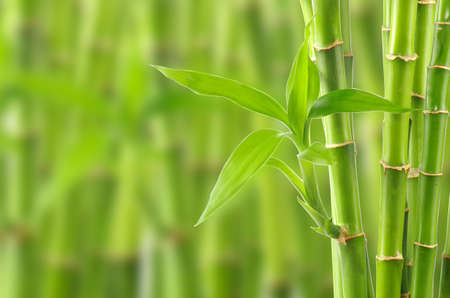 Bamboo backgroundの写真素材