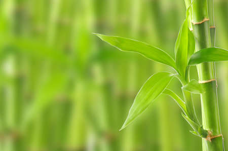 Bambooの写真素材