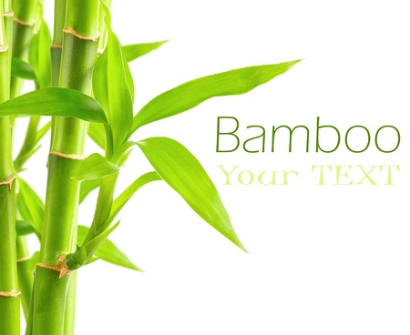 Bamboo background with copy spaceの写真素材