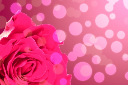 Roseの写真素材