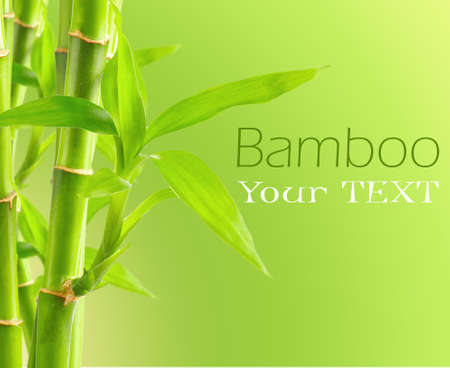 Bamboo background with copy spaceの写真素材