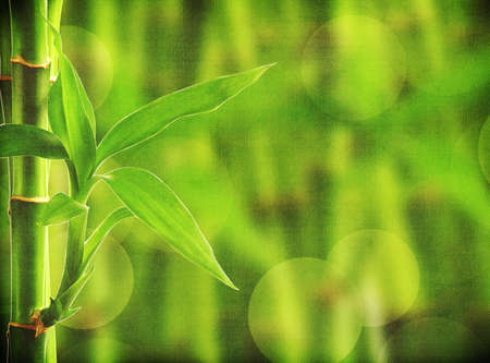 grunge bamboo backgroundの写真素材