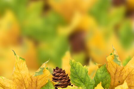 Beautiful autumn background with maple leaves