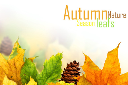 Beautiful autumn background with maple leavesの写真素材