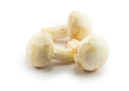 mushrooms isolated on white backgroundの写真素材