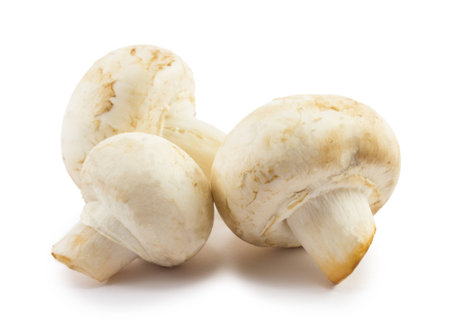 mushrooms isolated on white backgroundの写真素材