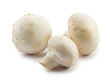 mushrooms isolated on white backgroundの写真素材