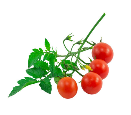 cherry tomatoes isolated on a white backgroundの写真素材
