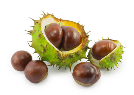 chestnuts isolated on a white backgroundの写真素材