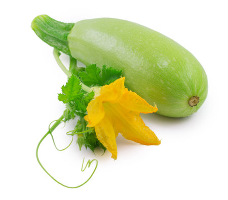 zucchini isolated on a white backgroundの写真素材