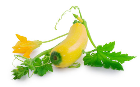 zucchini isolated on a white backgroundの写真素材
