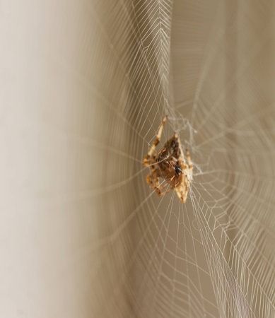 Spider on the Webの写真素材