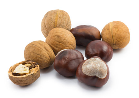 Walnuts and chestnuts isolated on a white backgroundの写真素材