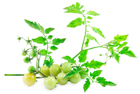 cherry tomatoes isolated on a white backgroundの写真素材