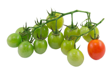 cherry tomatoes isolated on a white backgroundの写真素材