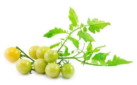 cherry tomatoes isolated on a white backgroundの写真素材