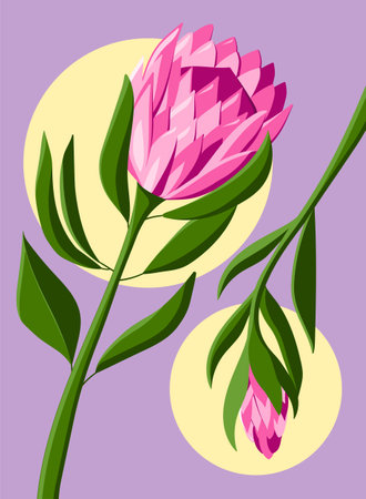 Pink Protea flower Vector floral art illustrationのイラスト素材