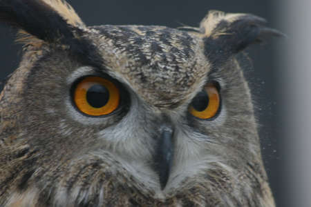 Owlの写真素材