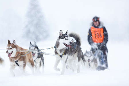 Winter sled dog race in the Austrian Alpsの写真素材