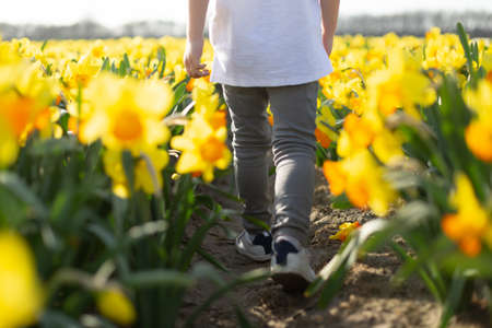 Toddler boy walking in the flower fields. South Holland, Netherlandsの写真素材