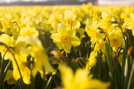 Yellow daffodils. Close up. Floral spring backgroundの写真素材