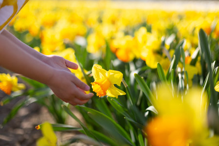 Closeup of a little boy hand touching blossom flowers of daffodilsの写真素材