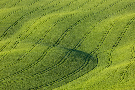 Tuscany green rolling hills. Natural background. Agricultural concept