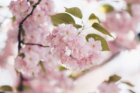Lovely light pink sakura tree flowers in soft light. Springtime floral background