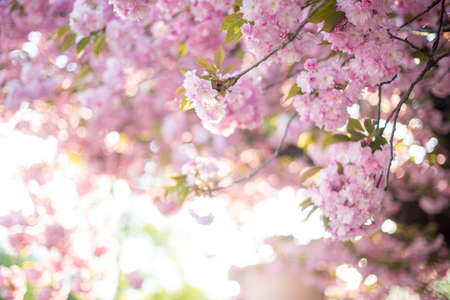 Closeup of sakura tree blossom with blurred background and warm sunshineの写真素材
