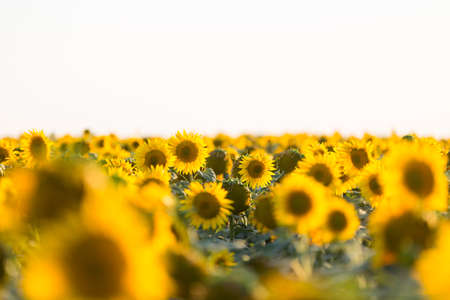 Sunflower field at sunset. Colourful nature backgroundの写真素材