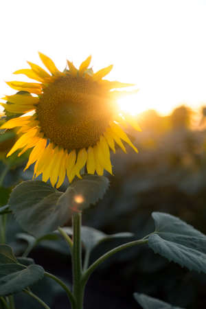 Close-up of a sunflower on the field. Odessa, Ukraineの写真素材