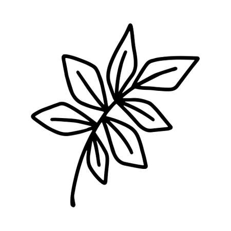 Vector hand drawn branches and leaves of tropical plants in doodle style isolated on white background. Black outline coloring page for adult and kids. Synadenium, monstera, palm leaf.のイラスト素材
