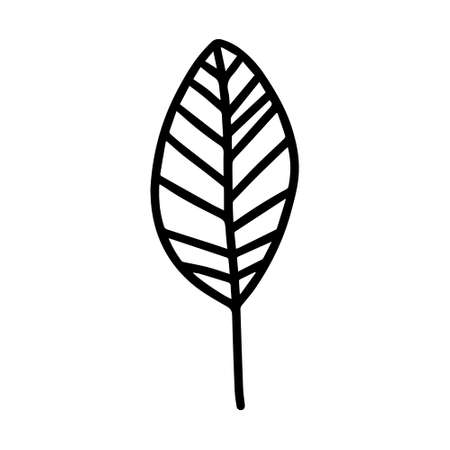 Vector hand drawn autumn leaf isolated on white background icon. Cute doodle fall leaf for seasonal design, textile, decoration for greeting card. Doodle coloring page for adult and kids. Ink line artのイラスト素材