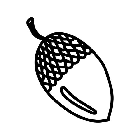 Vector acorn, oak fruit isolated on white background icon. Illustration for seasonal design, textile, decoration kids playroom or greeting card, autumn and halloween. Hand drawn prints and doodle.のイラスト素材