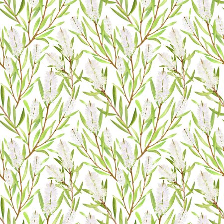 Watercolor tea tree leaves, flowers seamless pattern. Hand drawn botanical illustration of Melaleuca. Green medicinal plant isolated on white background. Herbs for cosmetics, textile, package.の写真素材