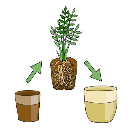 Transplanting flower from small pot to bigger pot. Vector instruction. Zamioculcas plant with roots and potting soil. Hand drawn cartoon schemeのイラスト素材