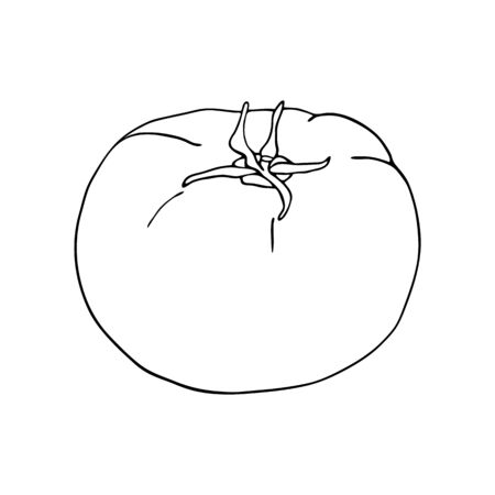 Vector graphic tomato. Hand drawn whole vegetable contour isolated on white background. Food ingredient doodle drawing. Healthy food, vegetarian for package, design, marketのイラスト素材