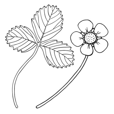 Vector strawberry leaf and flower. Outline black and white doodle illustration. Hand drawn strawberry plants. Elements isolated on white backgroundのイラスト素材