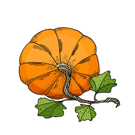 Vector pumpkin with leaves illustration. Hand drawn cartoon orange gourd vegetable isolated on white background. Stock illustration for cards, autumn decoration, Thanksgiving day, Halloween, poster.のイラスト素材