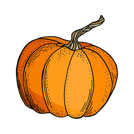 Vector pumpkin illustration. Cute cartoon orange gourd vegetable isolated on white background. Hand drawn graphic illustration for autumn decoration, Thanksgiving day, Halloween, poster.のイラスト素材